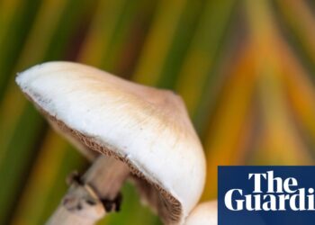 Single dose of magic mushroom psychedelic can cause anatomical brain changes, study finds | Neuroscience
