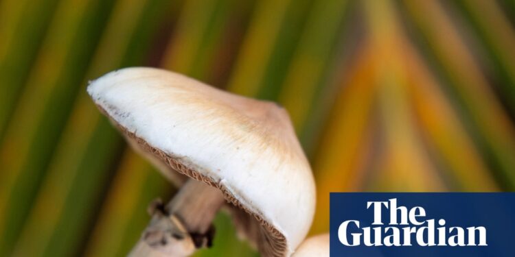 Single dose of magic mushroom psychedelic can cause anatomical brain changes, study finds | Neuroscience