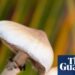 Single dose of magic mushroom psychedelic can cause anatomical brain changes, study finds | Neuroscience